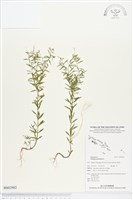 藏品(圓錐花遠志)的圖片