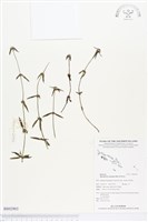 藏品(光葉鴨舌黃舅)的圖片