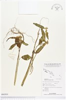 藏品(猩猩草)的圖片