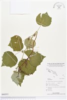 藏品(野棉花)的圖片