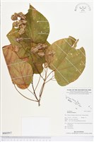 藏品(克蘭樹)的圖片