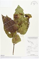 藏品(臭娘子)的圖片