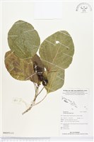 藏品(橙花破布子)的圖片