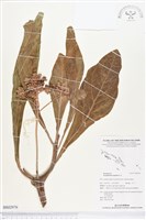 藏品(白水木)的圖片