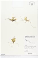 藏品()的圖片