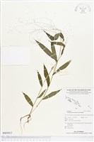 藏品(散穗弓果黍)的圖片