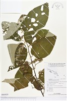 藏品(山麻樹)的圖片