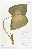 藏品()的圖片