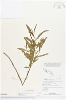 藏品(水丁香)的圖片