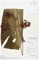 藏品()的圖片