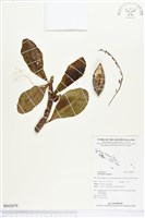 藏品(欖仁)的圖片