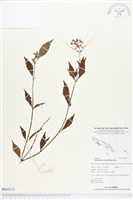 藏品(貓鬚草、化石草、腎草)的圖片