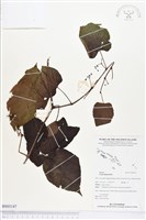 藏品(紅毛粉藤)的圖片