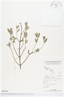 藏品(水芫花)的圖片