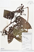藏品()的圖片