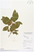 藏品(白木蘇花)的圖片