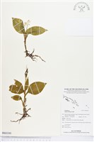 藏品(鬚唇羊耳蒜、鬚唇羊耳蘭)的圖片