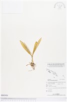 藏品(長腳羊耳蒜、長耳蘭)的圖片