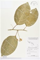 藏品(梅枝)的圖片