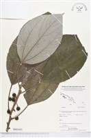 藏品()的圖片