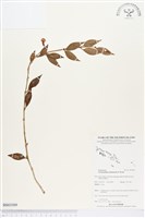 藏品()的圖片