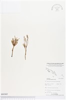 藏品()的圖片