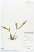 藏品(長腳羊耳蒜、長耳蘭)的圖片