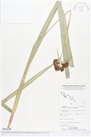 藏品(割雞芒、臺灣割雞)的圖片