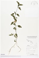 藏品(蘆利草)的圖片