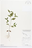 藏品(離藥金腰箭)的圖片