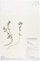 藏品(假紫斑大戟)的圖片