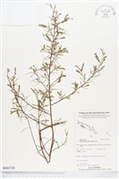 藏品(疣果葉下珠)的圖片