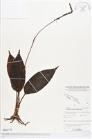 藏品(滿綠隱柱蘭、美唇隱柱蘭)的圖片