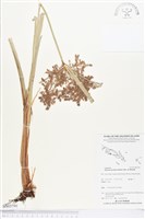 藏品(羽狀穗磚子苗、爪哇磚子苗)的圖片