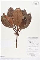 藏品()的圖片