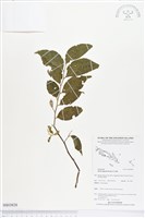 藏品(南粵野茉莉)的圖片