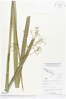 藏品()的圖片