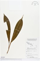 藏品()的圖片