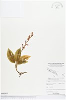 藏品(綠花斑葉蘭、鳥喙斑葉蘭)的圖片