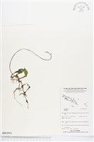 藏品()的圖片