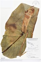 藏品(蘭嶼姑婆芋)的圖片