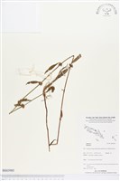 藏品()的圖片