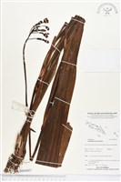 藏品(紫苞舌蘭、紫蘭)的圖片