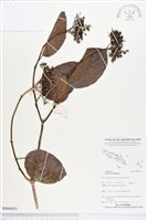 藏品(臭娘子)的圖片