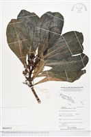 藏品(草海桐、水草)的圖片