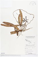 藏品()的圖片