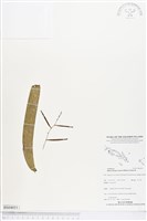 藏品()的圖片