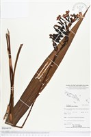 藏品(紫苞舌蘭、紫蘭)的圖片