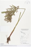 藏品(多脈莎草)的圖片