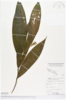 藏品(管花蘭)的圖片